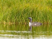 Sterntaucher auf Teich im Vogelschutzgebiet Flói - Westisland